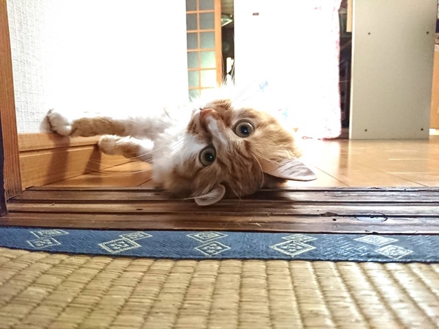 myu